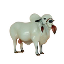 Boi Corote Gir Leiteiro 2 Litros