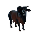 Boi Corote Sindi 2 Litros